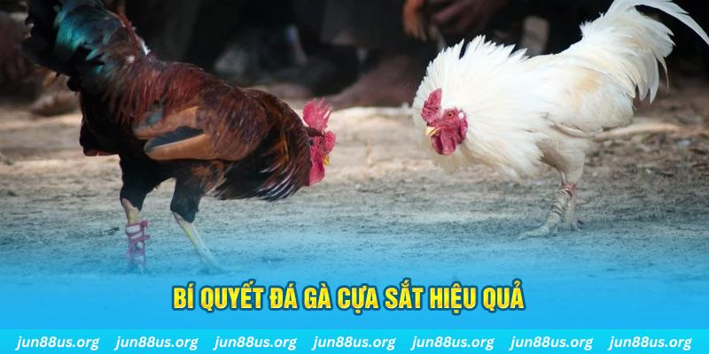 8kbet456 đá gà cựa dao