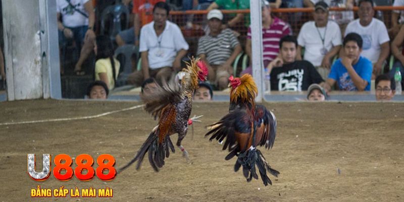 8kbet456 đăng nhập mậu binh online