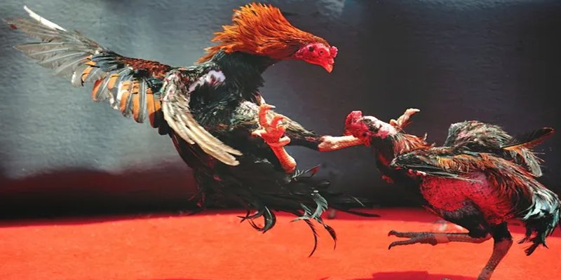 8kbet456 BG Bắn cá