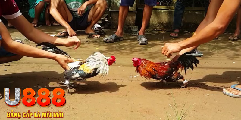 8kbet456 đăng nhập mậu binh rút tiền nhanh