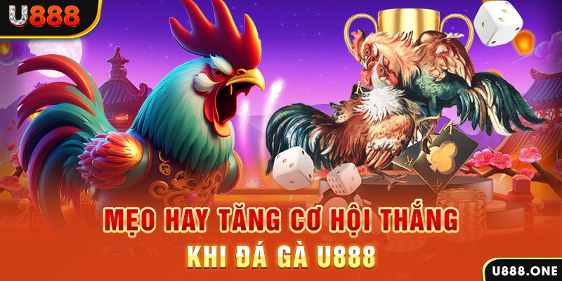 8kbet456 trực tiếp gà chọi c1